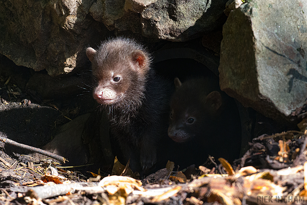 Bush Dog pup