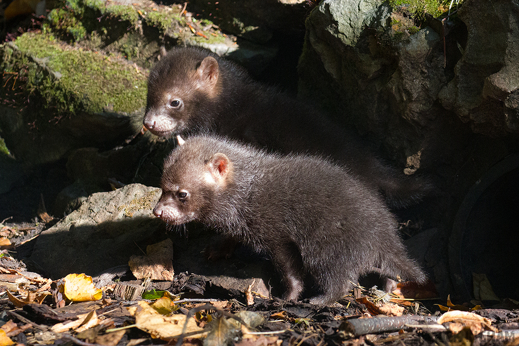 Bush Dog pup