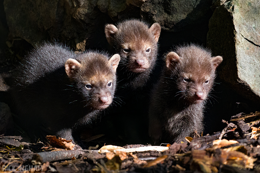 Bush Dog pup