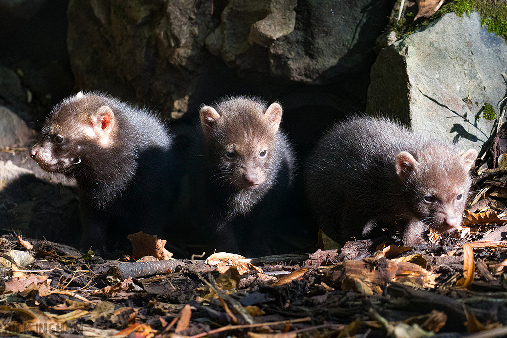 Bush Dog pup
