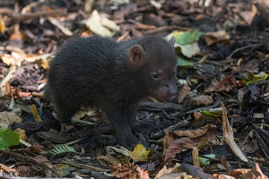 Bush Dog pup