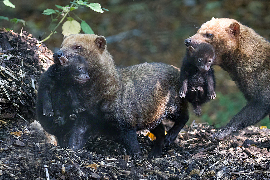 Bush Dog pup