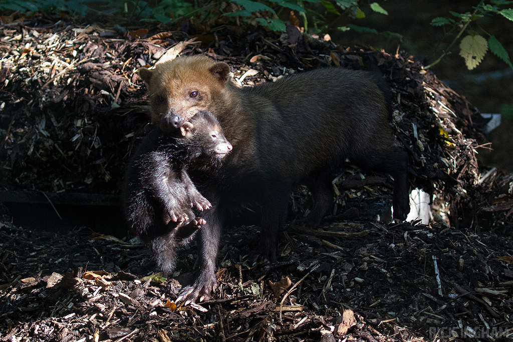 Bush Dog pup