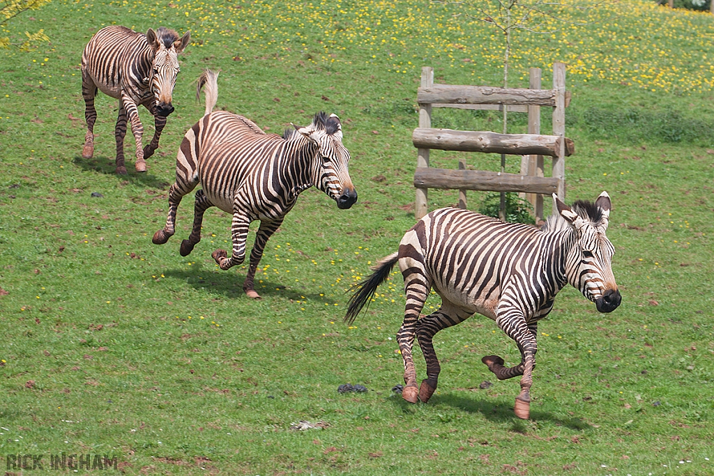 Zebra