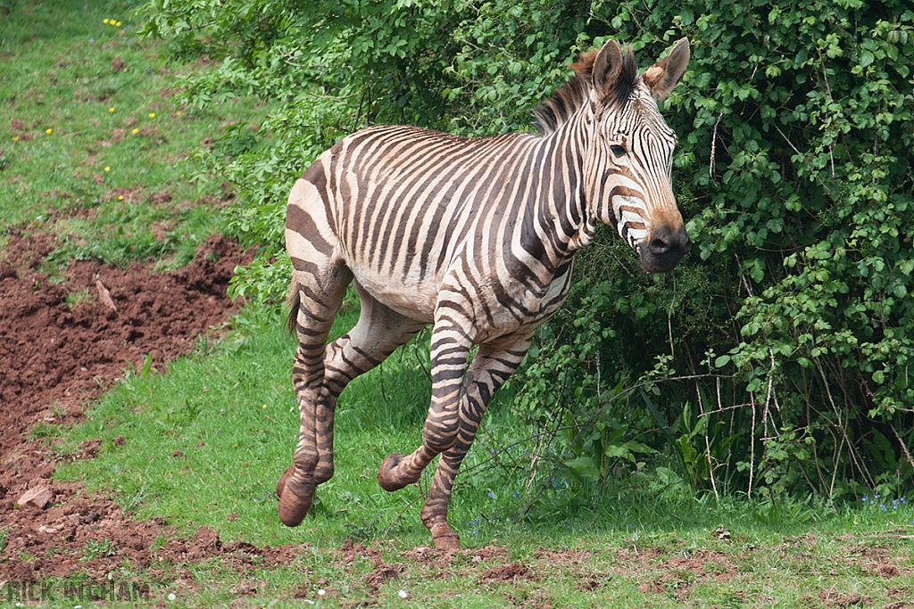 Zebra