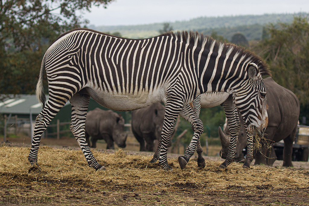 Grevys Zebra