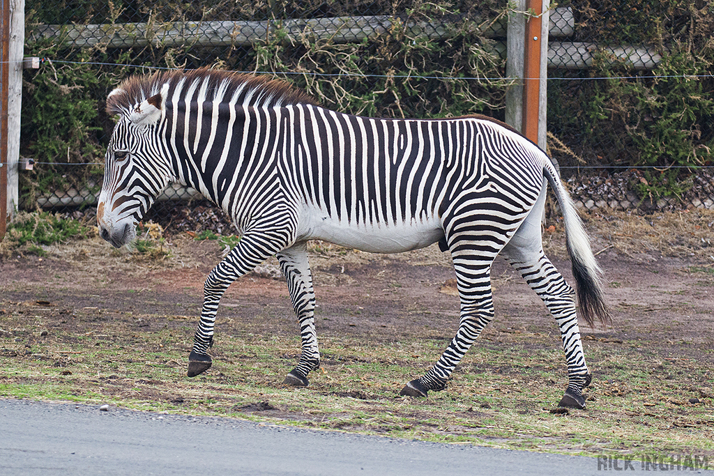Grevys Zebra