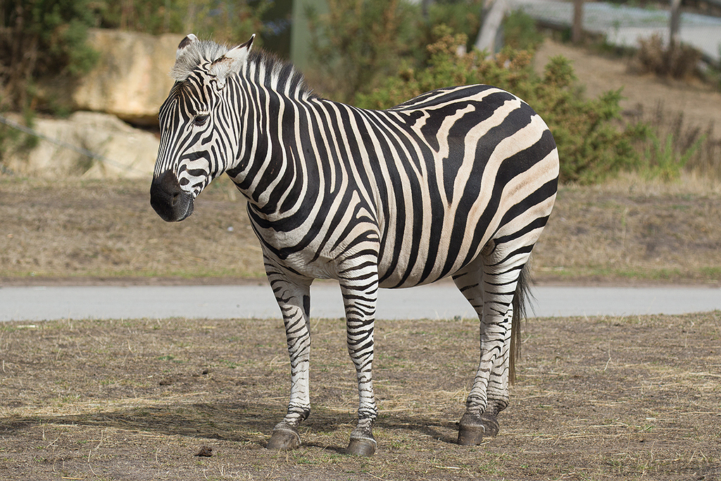 Grant's zebra