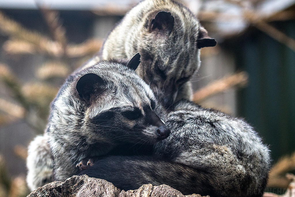 Palm Civet