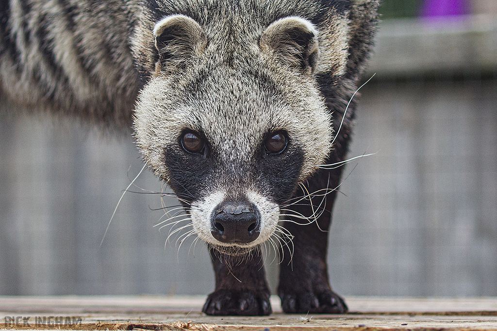 African Civet