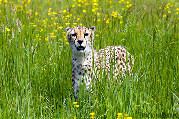 Central African Cheetah