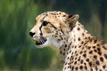Central African Cheetah