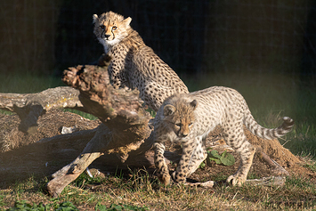 Cheetah | Cub