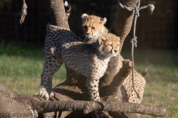 Cheetah | Cub