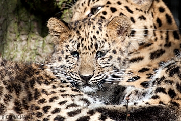 Amur Leopard