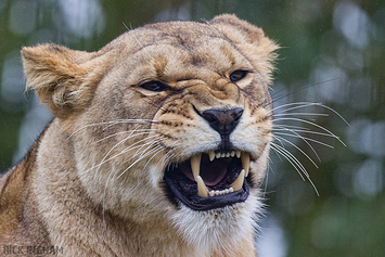 African Lion