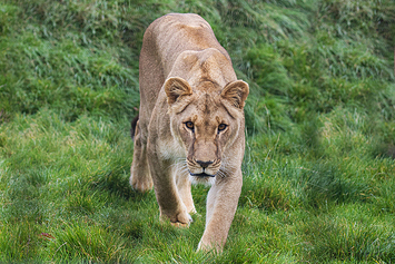 African Lion