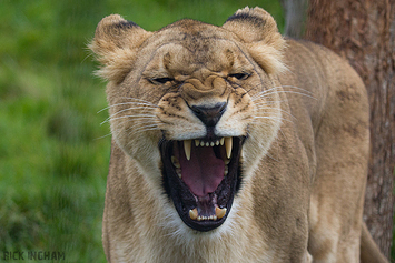 African Lion