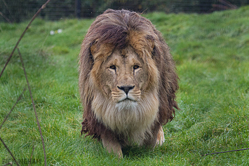African Lion
