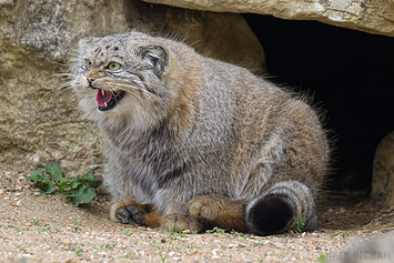 Pallas Cat