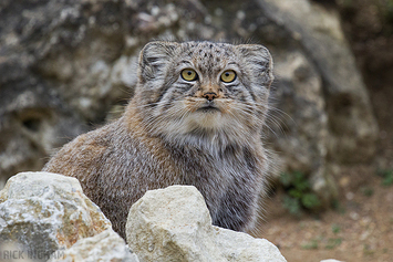 Pallas Cat