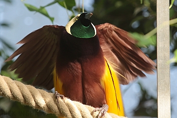 Greater Bird-of-paradise