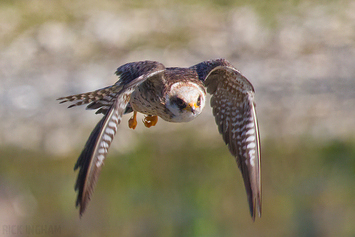 Red Footed Falcon | 1st Summer Female