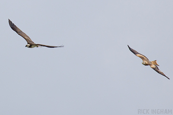 Osprey | Female + Red Kite