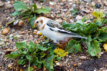 Snow Bunting | Male
