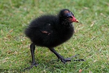 Purple Swamphen Chick