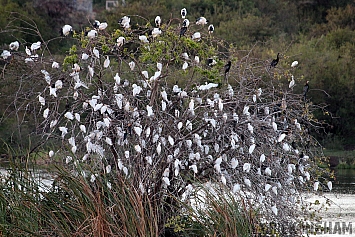 A tree full of Egrets