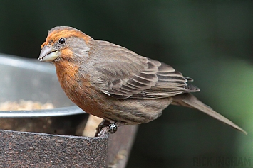 Mexican House Finch