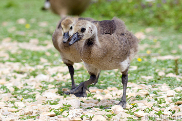 Canada Goose | Chicks
