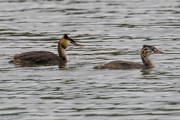 Great Crested Grebe | Adult + Juvenile