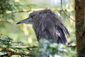 Black-crowned Night Heron | Juvenile