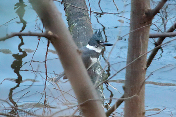 Belted Kingfisher | Male