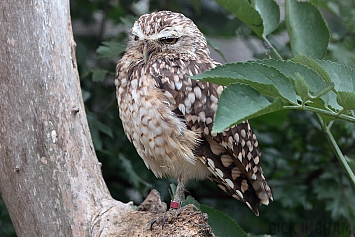 Burrow Owl