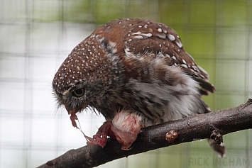 Pearl-Spotted Owlet