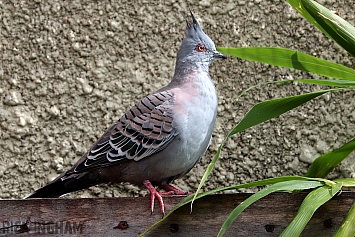 Crested Dove
