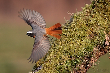 Common Redstart | Male