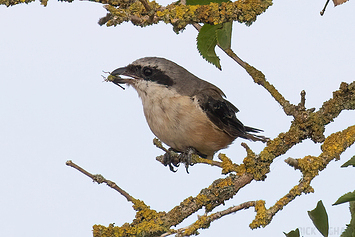 Long-Tailed Shrike