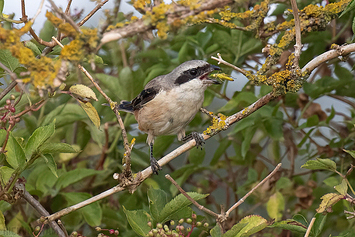 Long-Tailed Shrike