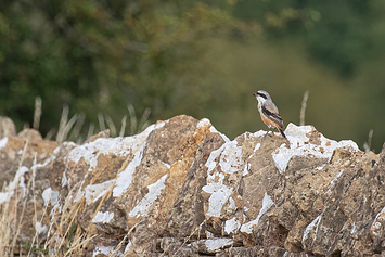 Long-Tailed Shrike
