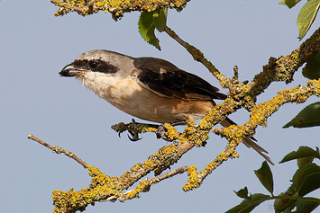 Long-Tailed Shrike