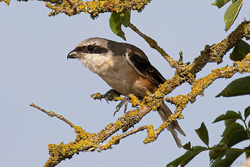 Long-Tailed Shrike