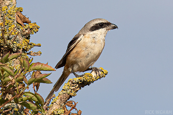 Long-Tailed Shrike