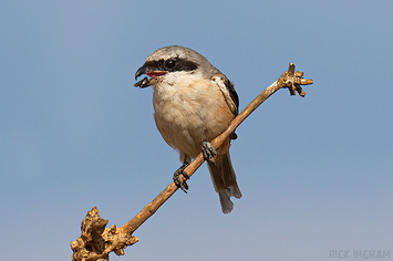 Long-Tailed Shrike