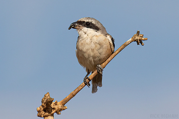 Long-Tailed Shrike