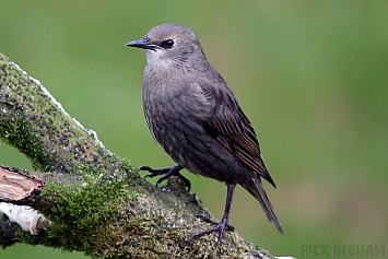 Starling | Juvenile