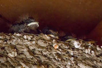 Barn Swallow | Chicks